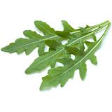 Rucola