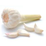 Knoblauch frisch