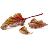 Beta Salat leider eingefroren - Ersatz Wildsalatmix