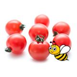 Tomate Cocktail Strauch