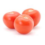 Tomate Strauch
