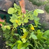 Edamame am Strauch (ab dem 08.09.2025)