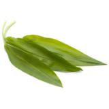 Bärlauch im 40g Bund