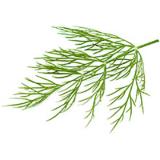 Dill