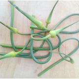 Knoblauchblüten