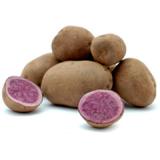 Kartoffel "blaue Anneliese"