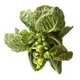 Rosenkohl am Strunk (ca. 350-450g Rosenkohl)