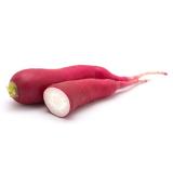 Rettich "Blauer Herbst"