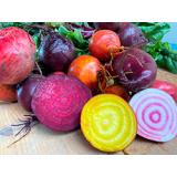 Bunte Ringelbete im Bund