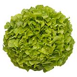 Eichblattsalat
