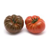 Tomate "Rebellion rot"