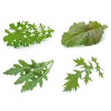 Wildsalatmix