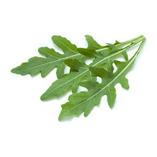 Rucola