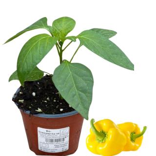 Snack-Paprika Gelb, Jungpflanze