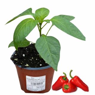Paprika Snack rot, Jungpflanze