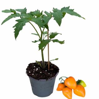 Tomate Sonnenherz, Jungpflanze