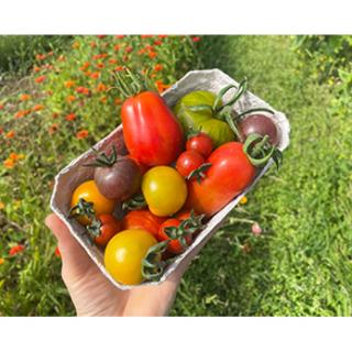 Tomaten Mix in der Schale (ca. 500g)