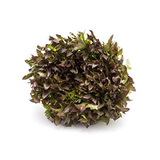 Crispy Salat