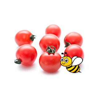 Tomate Cherry HoneyDrop (ab 23.04.)