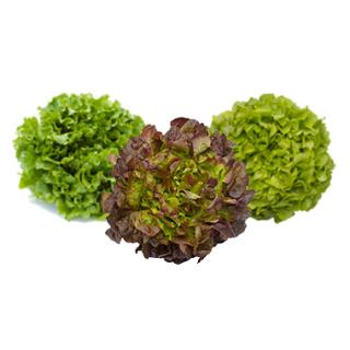 Salat der Woche Eichblatt