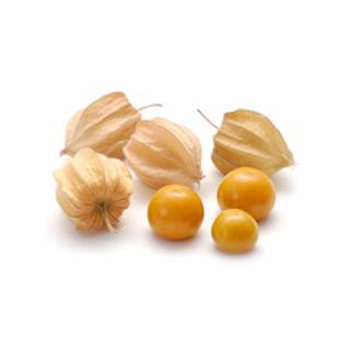 Physalis