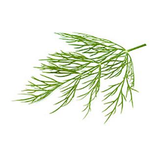 Dill
