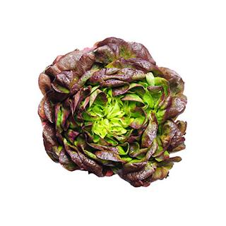 Salanova