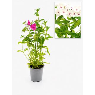 Sommerphlox, Blume