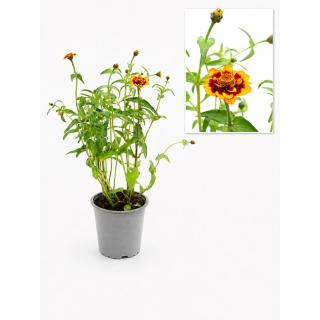 Buschzinnie, Blume