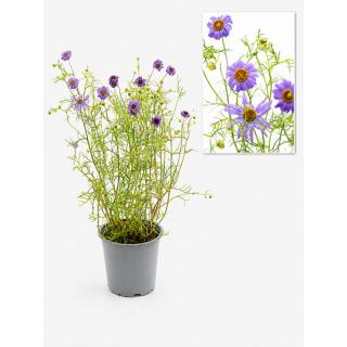 Blaues Gänseblümchen, Blume