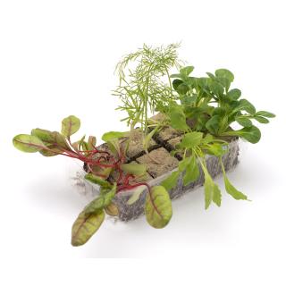 Balkonsalat, Jungpflanzenpaket
