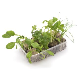 Gartenkräuter, Jungpflanzenpaket
