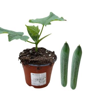 Schlangengurke, Jungpflanze