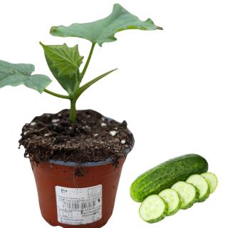 Einlegegurke, Jungpflanze
