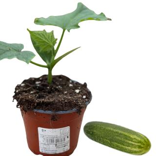 Schmorgurke, Jungpflanze