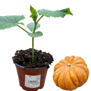 Kürbis Muskat, Jungpflanze