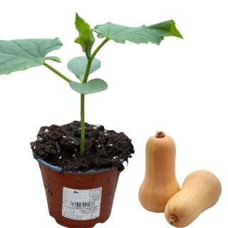 Kürbis Butternut, Jungpflanze
