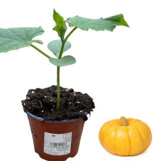 Kürbis gelber Zentner, Jungpflanze