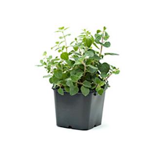 Oregano im Topf