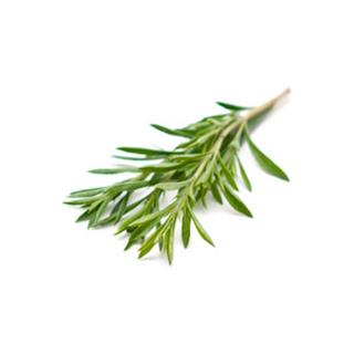 Bergbohnenkraut