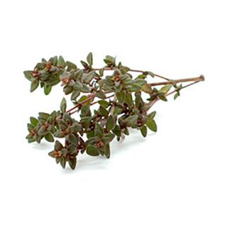 Thymian