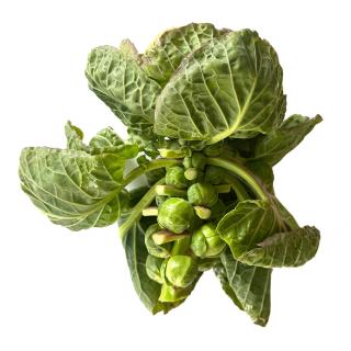 Rosenkohl am Strunk (ca. 350-450g Rosenkohl)