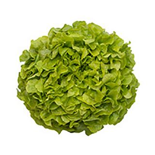 Eichblattsalat rot / grün