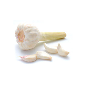 Knoblauch frisch