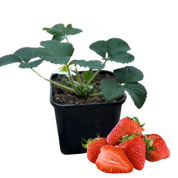 Erdbeere mehrjährig, Jungpflanze