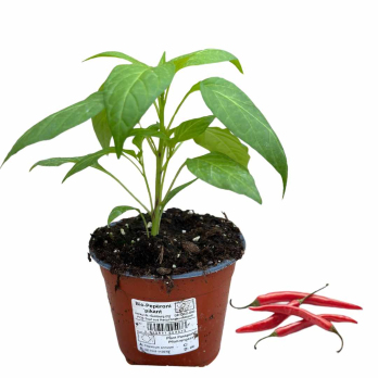 Peperoni pikant, Jungpflanze