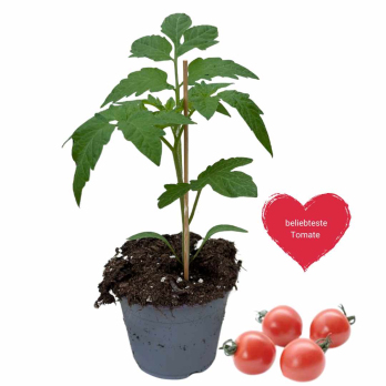 Tomate Ruthje, Jungpflanze