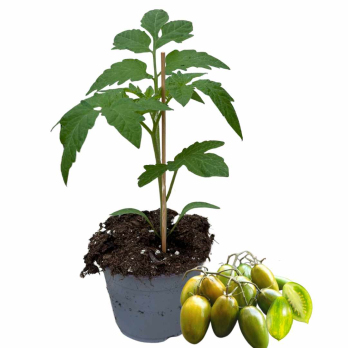 Tomate Green Tiger, Jungpflanze