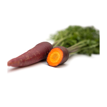 Möhren Soletta (lila, orange)