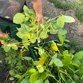 Edamame am Strauch